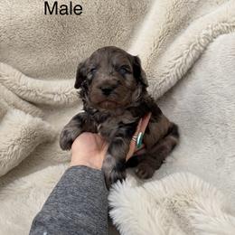 Atlas - Merle male Bernedoodle puppy in Fallon, Nevada from Wild Roots Doodles
