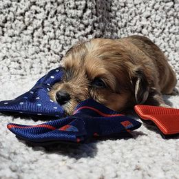 Ford - Sable Aussiedoodle puppy in Stockton, California from Family Doodles