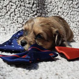 Ford - Sable Aussiedoodle puppy in Stockton, California from Family Doodles