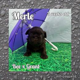 Merle - Liver male Shih Tzu puppy in Beatrice, Nebraska from I Shih Tzu Not Puppies