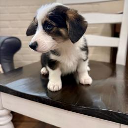 Gwen - Black and tan female Pembroke Welsh Corgi puppy in Payson, Utah from Spring Creek Aussies + Corgis