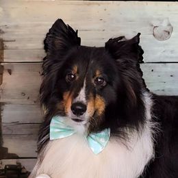 Beau - Shetland Sheepdog