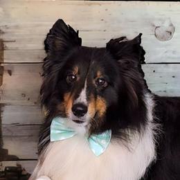 Beau - Shetland Sheepdog