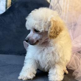 Pink little Girl - White female Poodle puppy in Kingston, Oklahoma from Tribal Poodles