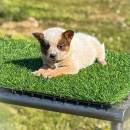 Yellow collar - Red speckled male Australian Cattle Dog puppy in Spokane, Washington from 4D Cattle Dogs