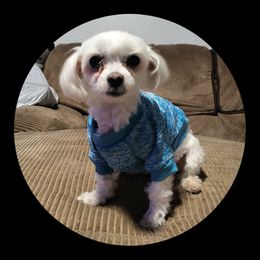 Gigi - Maltipoo
