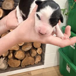 Tuk - Black and white female Border Collie puppy in Taylor, Arizona from Vowell Farm Border Collies