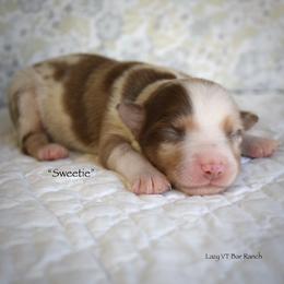 Sweetie - Red merle female Miniature Australian Shepherd puppy in Evant, Texas from Lazy VT Bar Ranch