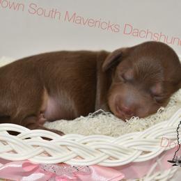 Chocolate and cream girl - Chocolate and cream female Dachshund puppy in Seminary, Mississippi from Down South Mavericks Dachshunds