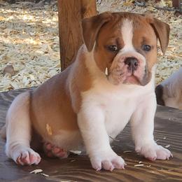 Macaroni - Fawn and white male Bulldog puppy in Washington from Sun City Campeiro Bulldogs