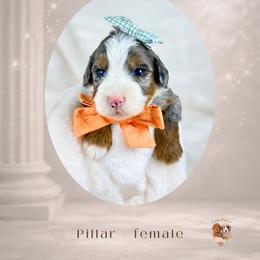 Girl 1 - female Bernedoodle puppy in Canton, Georgia from Teddy Puppies