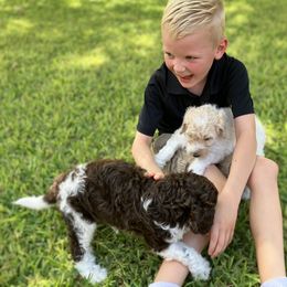 Goldendoodle Puppies from Mesquite Kennels