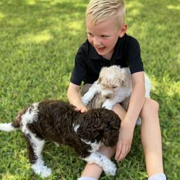 Goldendoodle Puppies from Mesquite Kennels