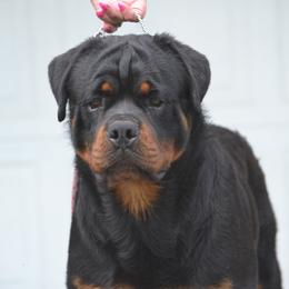 RENO - Black and mahogany male Rottweiler puppy in Dawson Springs, Kentucky from Lakeview Rottweilers