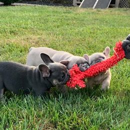 French Bulldogs from Frenchie Central