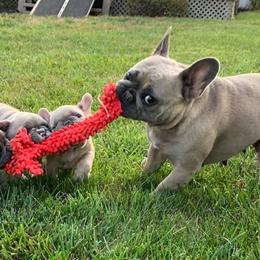 French Bulldogs from Frenchie Central