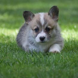 Eddie - Red male Pembroke Welsh Corgi puppy in Morgantown, Pennsylvania from GoldStar Corgis (License Number 18519)