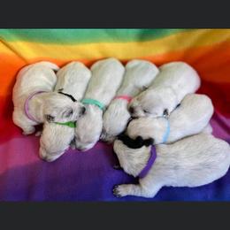 Australian Cattle Dog Puppies from Rising J Cattle Dogs