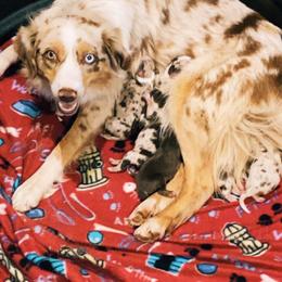 Miniature Australian Shepherd and Toy Australian Shepherd Puppies from HighEnd Aussies