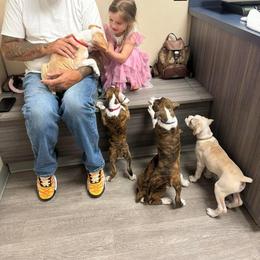 Boxer Puppies from Vincent's Pride Boxers ~ Dudley's Dream Boxers