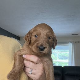 Goldendoodle Puppies from Stolt Southern Doodles