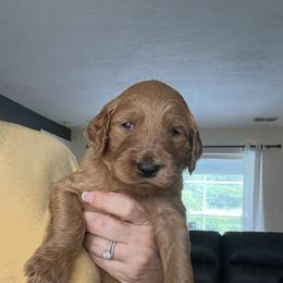 Goldendoodle Puppies from Stolt Southern Doodles