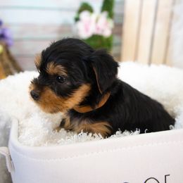 Yorkshire Terrier Puppies from Nicki's Yorkies