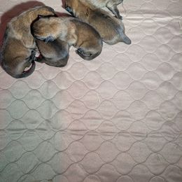 Belgian Malinois puppies from Von-Zito Belgian Malinois