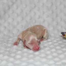 Cream boy - Cream male Dachshund puppy in Paris, Texas from Kuttin’ Up Mini Aussies