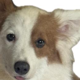 Pembroke Welsh Corgis from Bestfurends