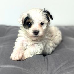 Cookie-sold - White Yorkipoo puppy in Waldorf, Maryland from Luv My Yorkies, LLC