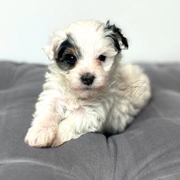 Cookie-sold - White Yorkipoo puppy in Waldorf, Maryland from Luv My Yorkies, LLC