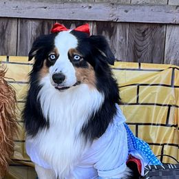 Bella - Australian Shepherd
