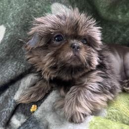 Lucy - Blue female Shih Tzu puppy in Hendersonville, Tennessee from Peekaboo Farms