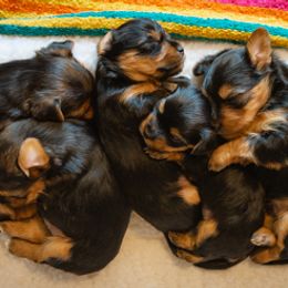 Yorkshire Terrier Puppies from Sharon Gellerman's Yorkshire Terriers
