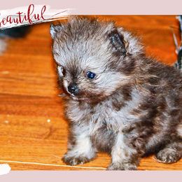 Boy 2 - Pomeranian puppy in Grass Lake, Michigan from Chantilly Lace Poms