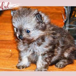 Boy 2 - Pomeranian puppy in Grass Lake, Michigan from Chantilly Lace Poms
