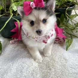 Pomsky and Siberian Husky Puppies from Hemlock Pines Pomsky