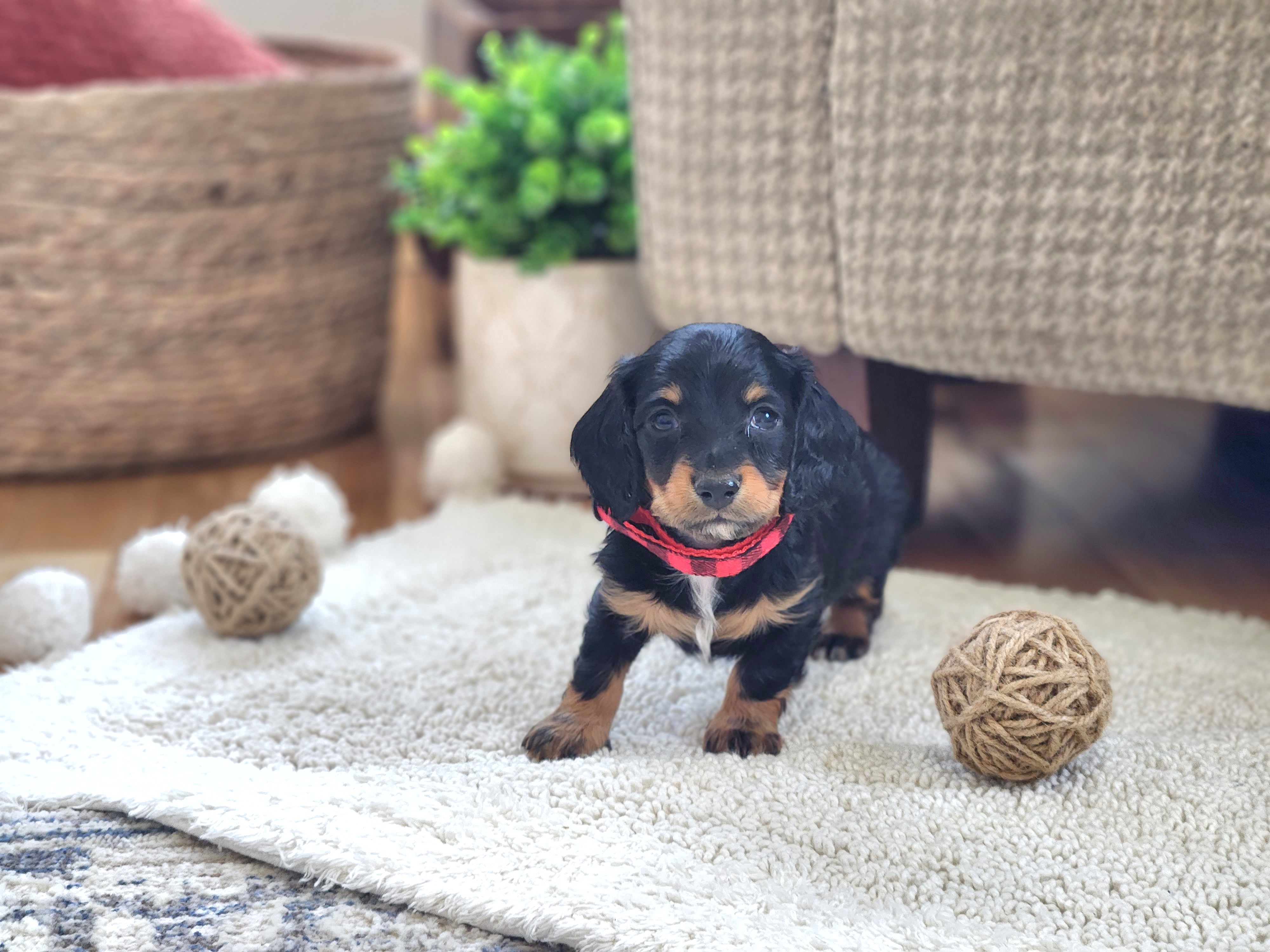 AKC Meet Cooper :) - Black and tan male Dachshund puppy in Centerville, Iowa from Barnyard Dachshunds, Dals & Doodles