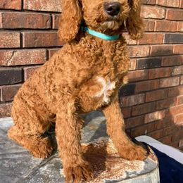 Poodle Puppies from Oodles of RED Poodles