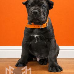 Molosser (Bully x) Puppies from Monumental Mastiffs