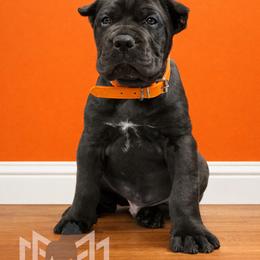 Molosser (Bully x) Puppies from Monumental Mastiffs