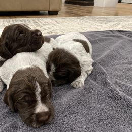 Wirehaired Pointing Griffon Puppies from High Point Griffons