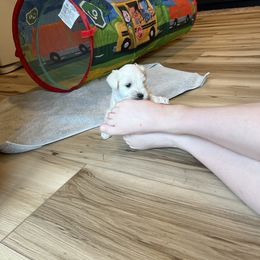 Miniature Schnauzer Puppies from Miles Family Schnauzers