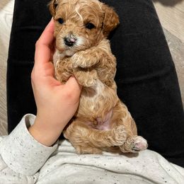 Cavapoo Puppies from SoCal Cavapoos