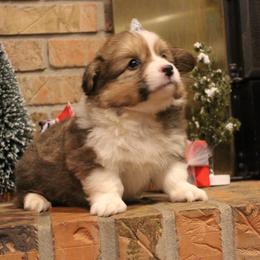 Cinnamon - Pembroke Welsh Corgi puppy from Covered Bridge Corgis