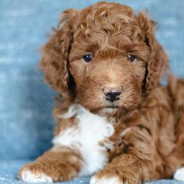 Lucky - Red  male Poodle puppy in Laveen, Arizona from Nystrom Clan Pups