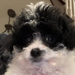 Slinky Girl Micro - Parti Goldendoodle puppy in Petoskey, Michigan from Petoskey Goldendoodles