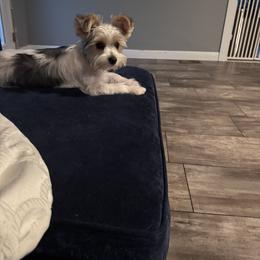 Cigi - Parti female Yorkshire Terrier puppy in Pikeville, North Carolina from A Yorkie’s World