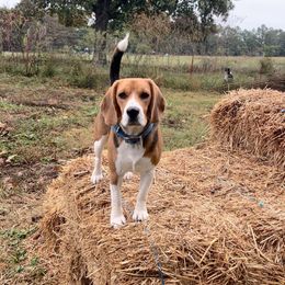 Charlie - Beagle